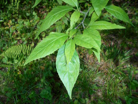 Image of Mountain Winterberry