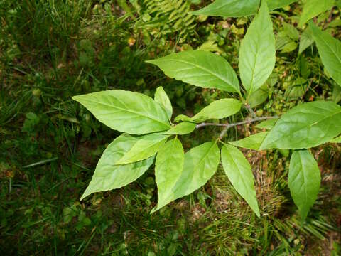 Image of Mountain Winterberry