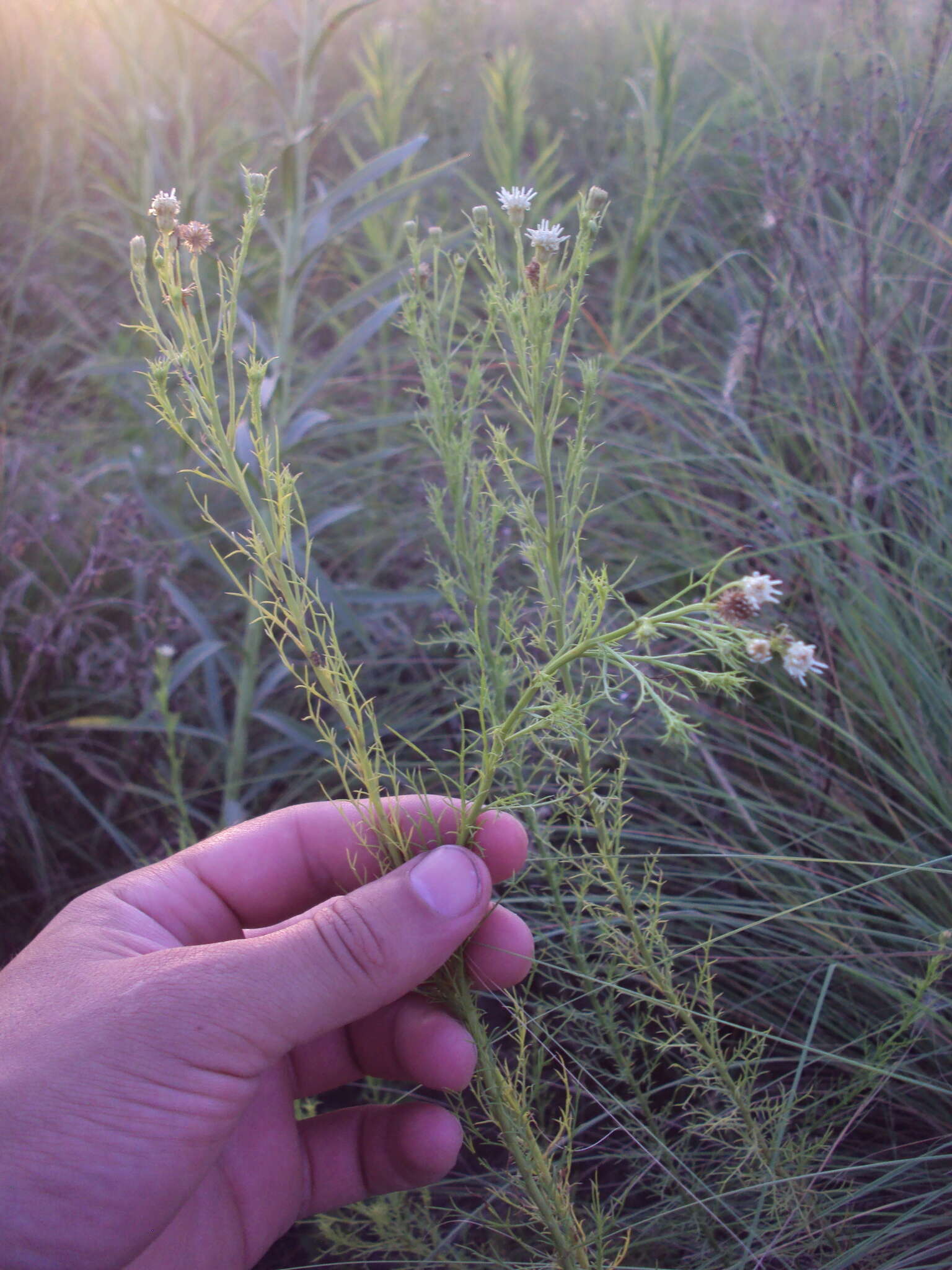 Image of Baccharis ulicina Hook. & Arn.