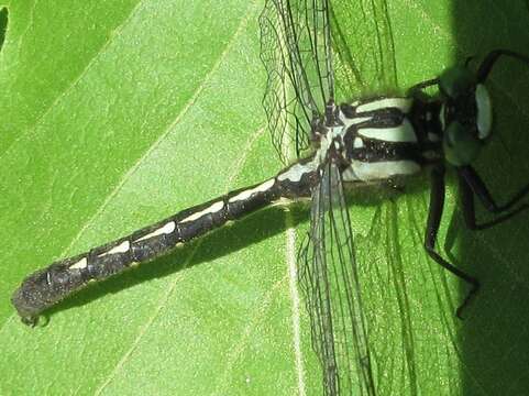 Image of Trigomphus citimus (Needham 1931)