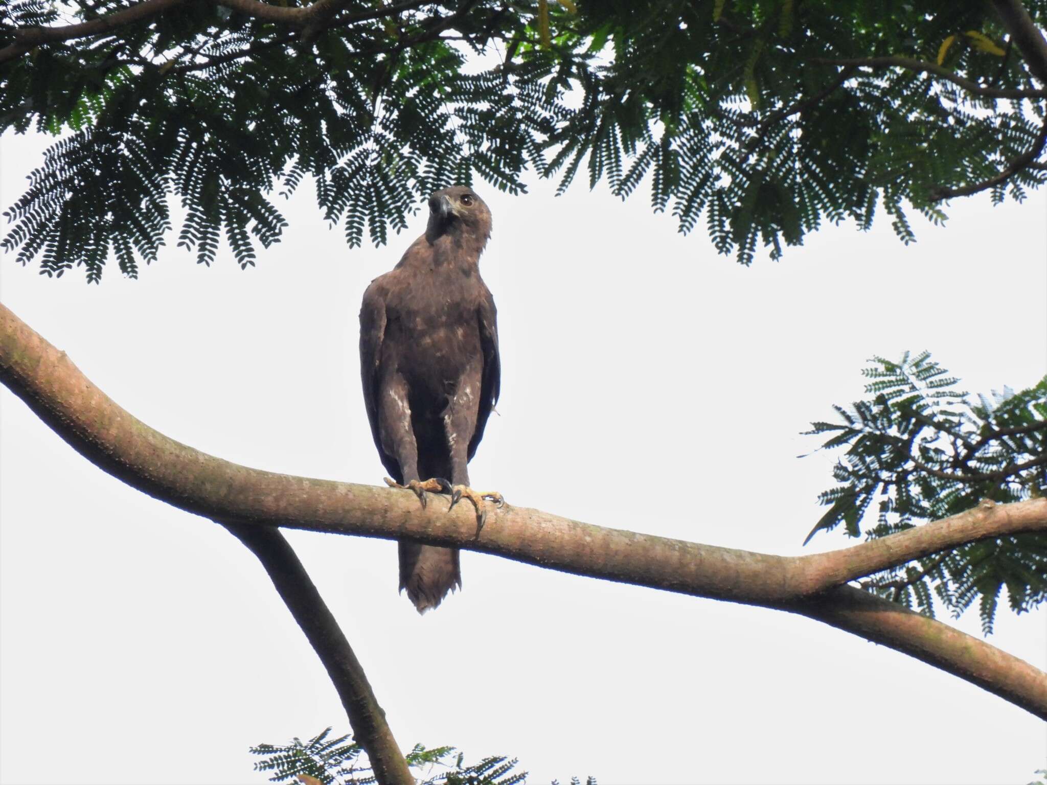 Nisaetus cirrhatus limnaeetus (Horsfield 1821) resmi