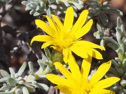 Imagem de Oedera glandulosa (Thunb.) N. G. Bergh