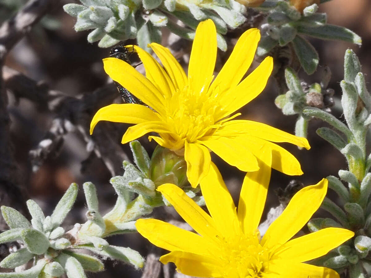 Imagem de Oedera glandulosa (Thunb.) N. G. Bergh