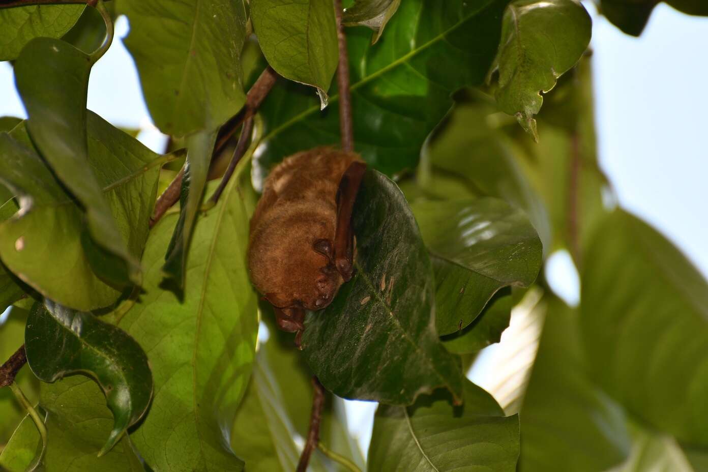 صورة Lasiurus blossevillii frantzii (Peters 1871)