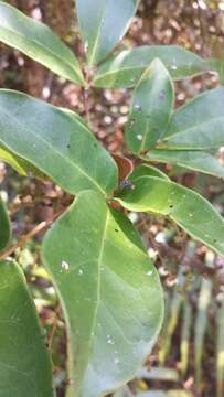 Image of Burasaia australis S. Elliot