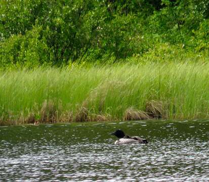 Image of loons