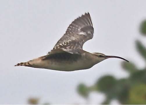 Image of Bristle-thighed Curlew