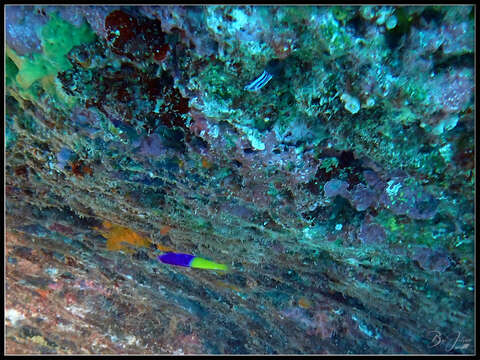 Image of Bicolor dottyback