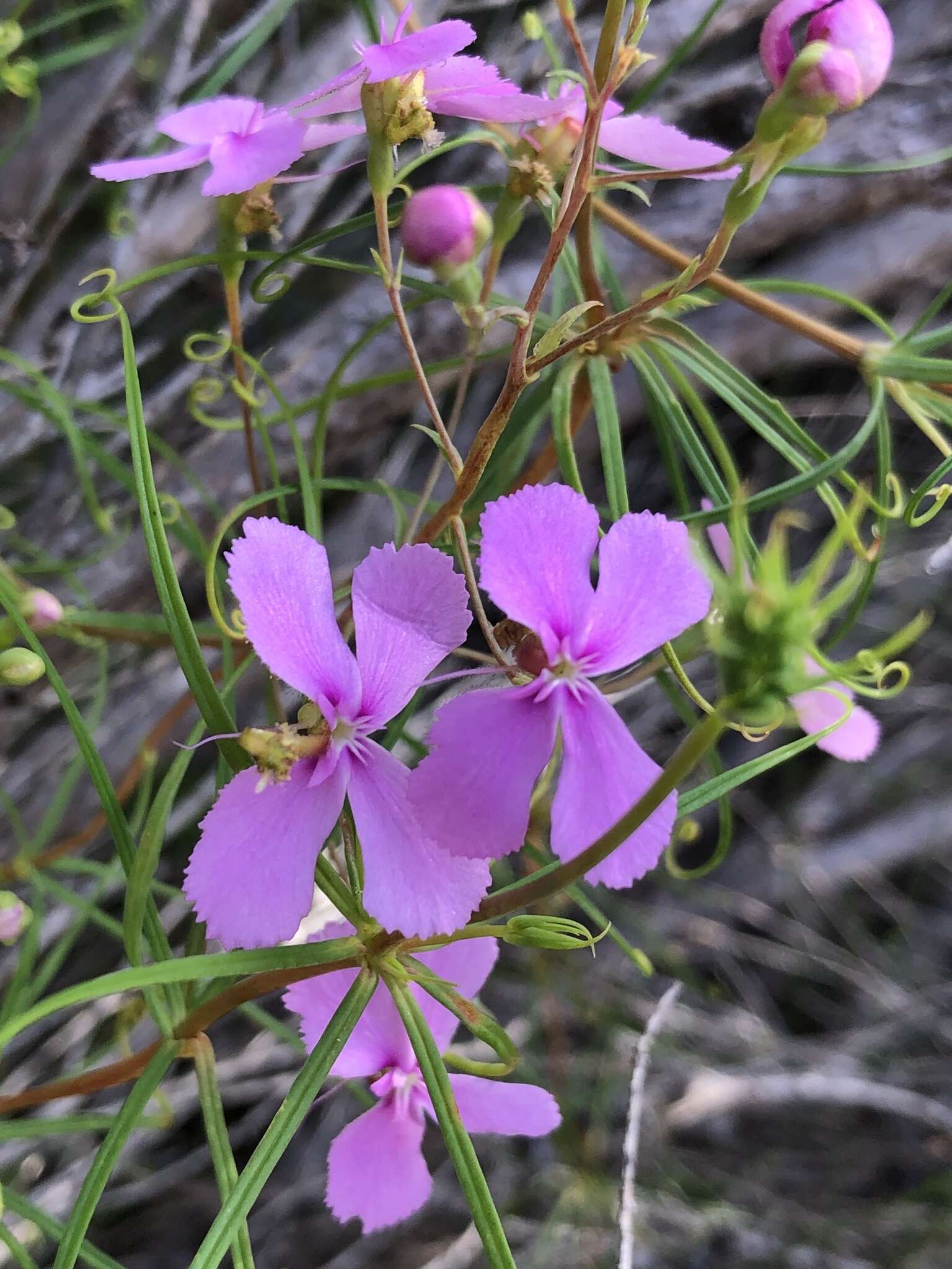 Image of Stylidium scandens R. Br.