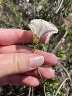 Image of Pacific false bindweed