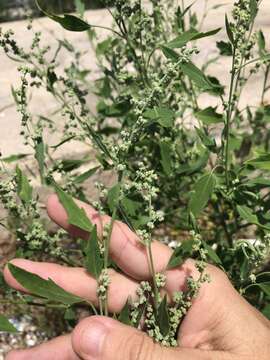 Plancia ëd Chenopodium berlandieri var. boscianum (Moq.) H. A. Wahl