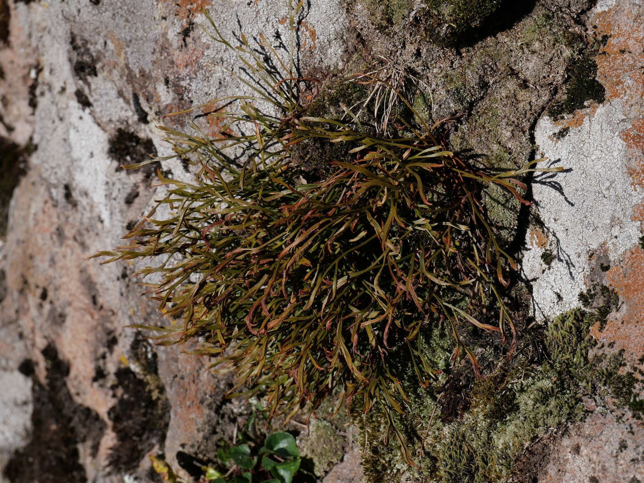 Sivun Asplenium septentrionale subsp. septentrionale kuva