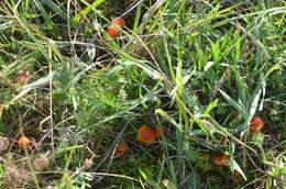 Image of Hygrocybe mucronella (Fr.) P. Karst. 1879