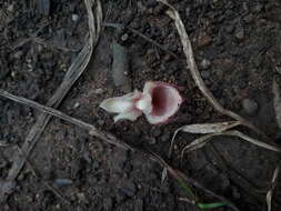 Image of Catasetum discolor (Lindl.) Lindl.