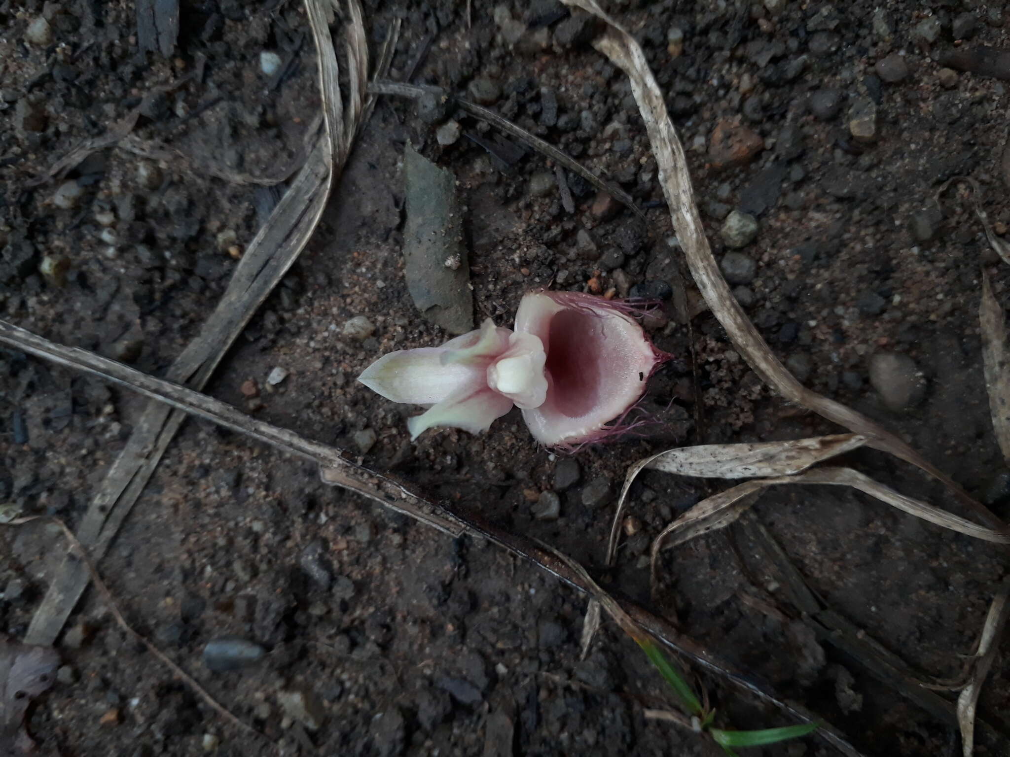 Image of Catasetum discolor (Lindl.) Lindl.