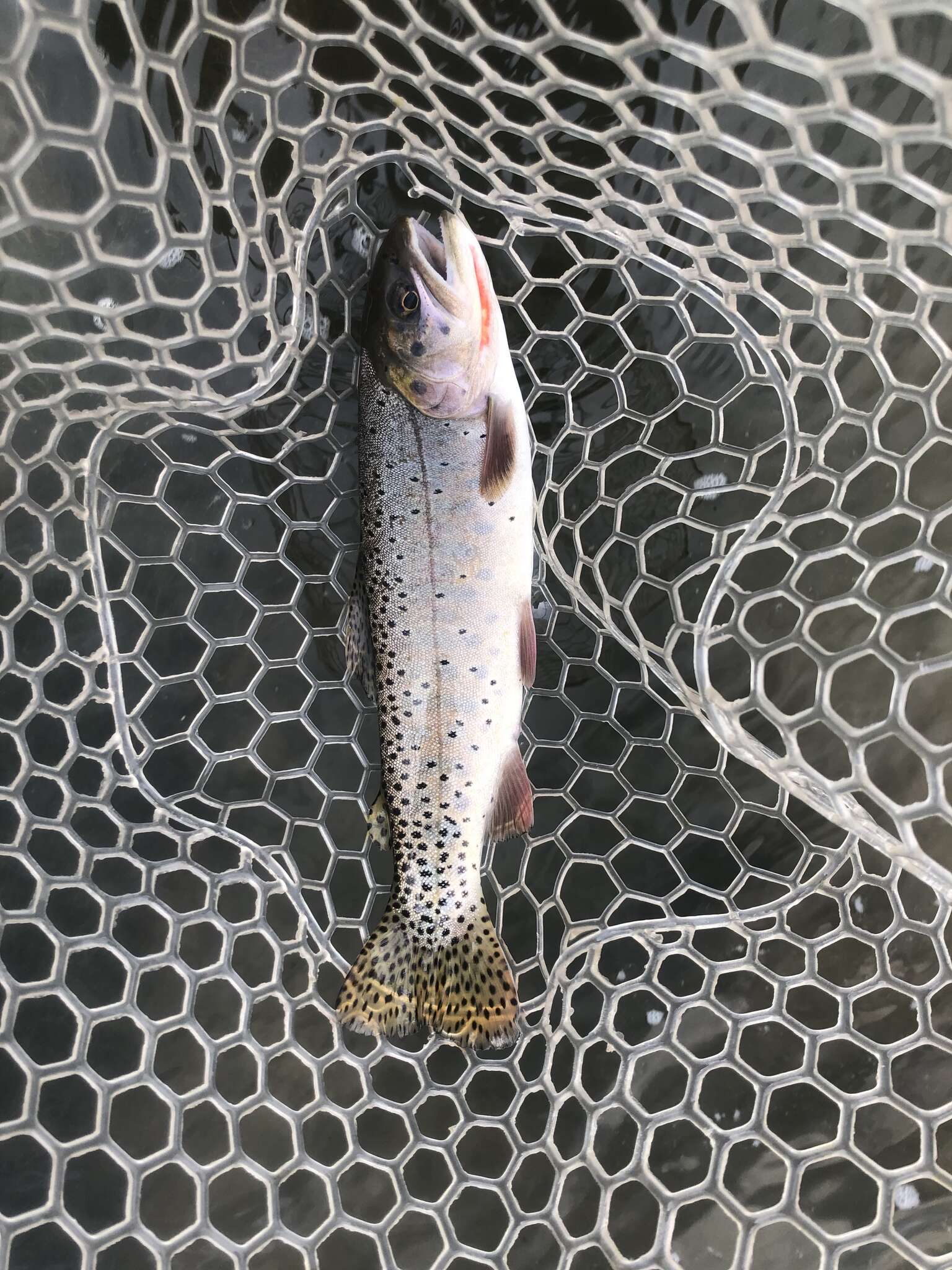 Image of Oncorhynchus clarkii utah (Suckley 1874)