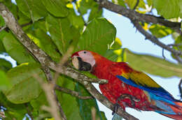 Image of Scarlet Macaw