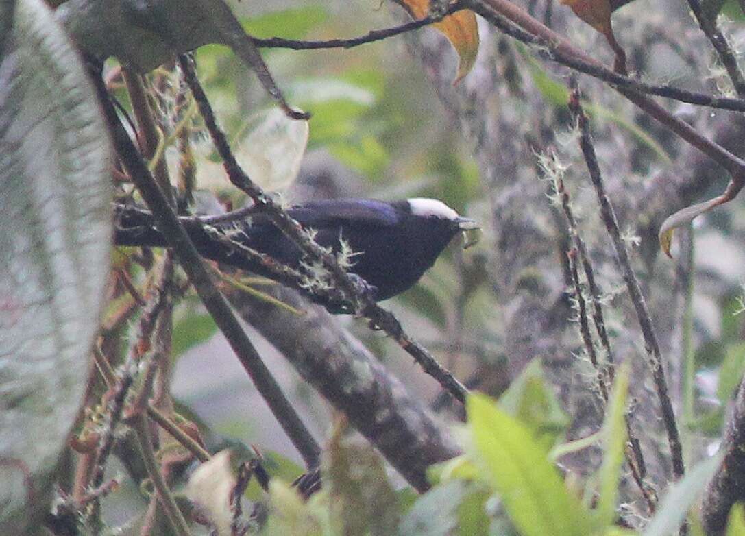 Image of Capped Conebill