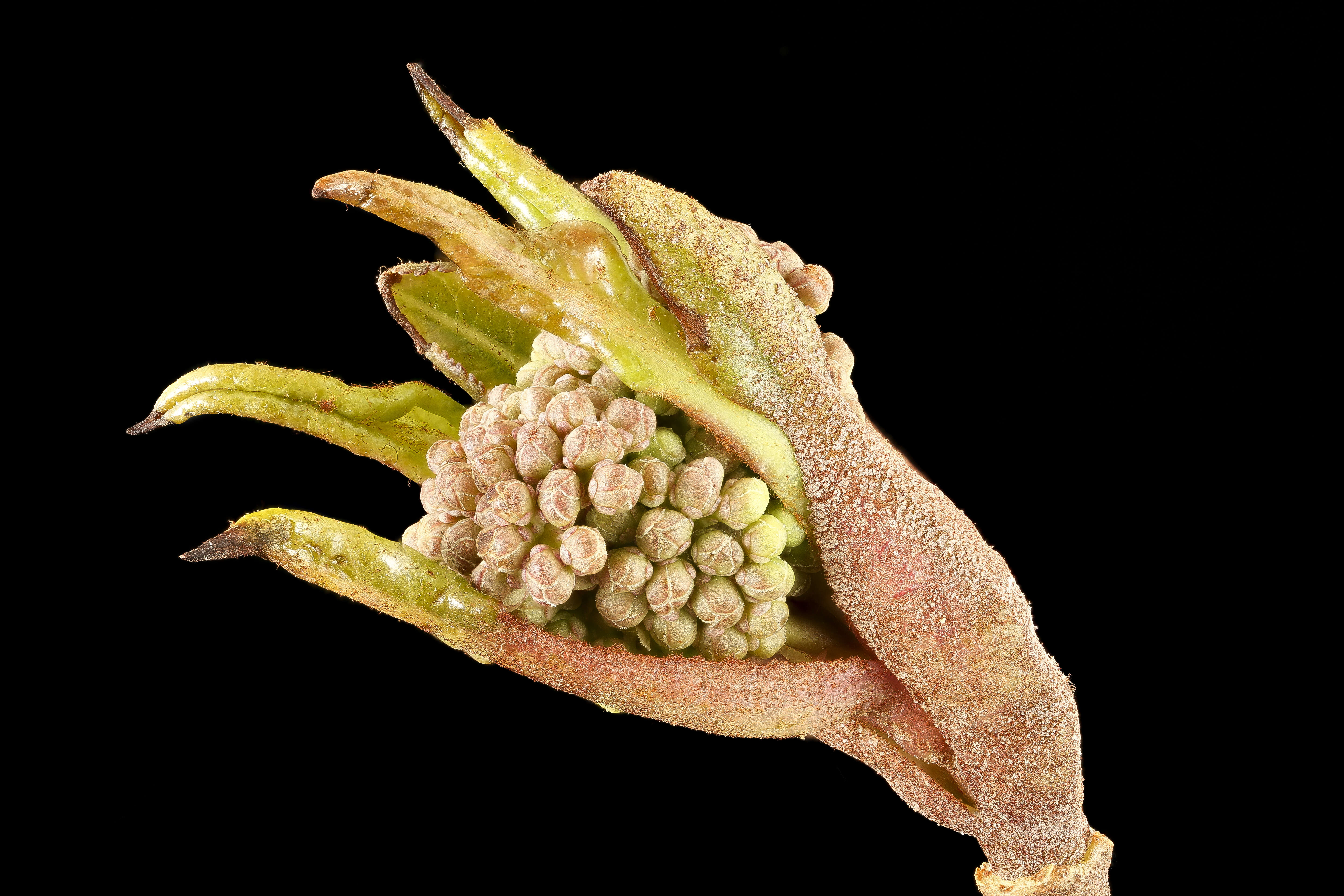 Image of Black Haw Viburnum