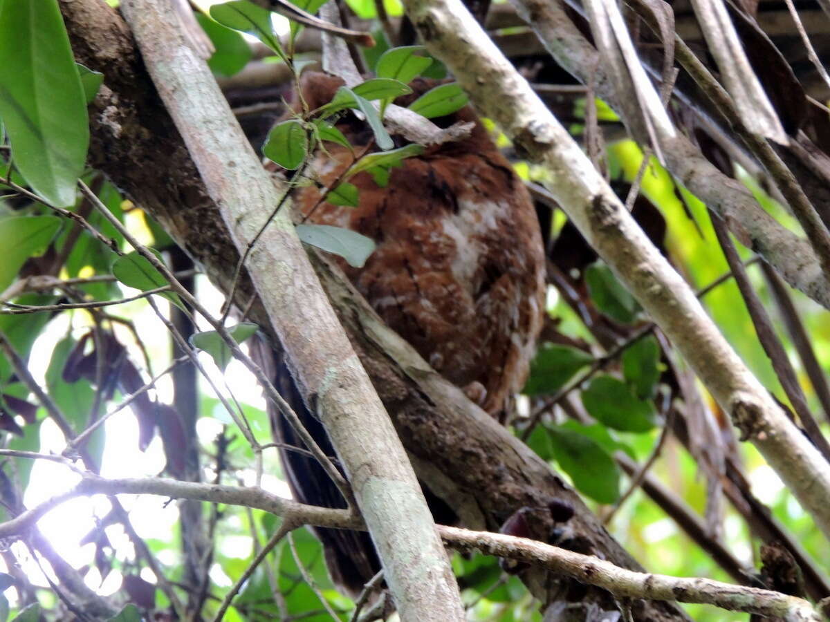 Image of Otus rutilus rutilus