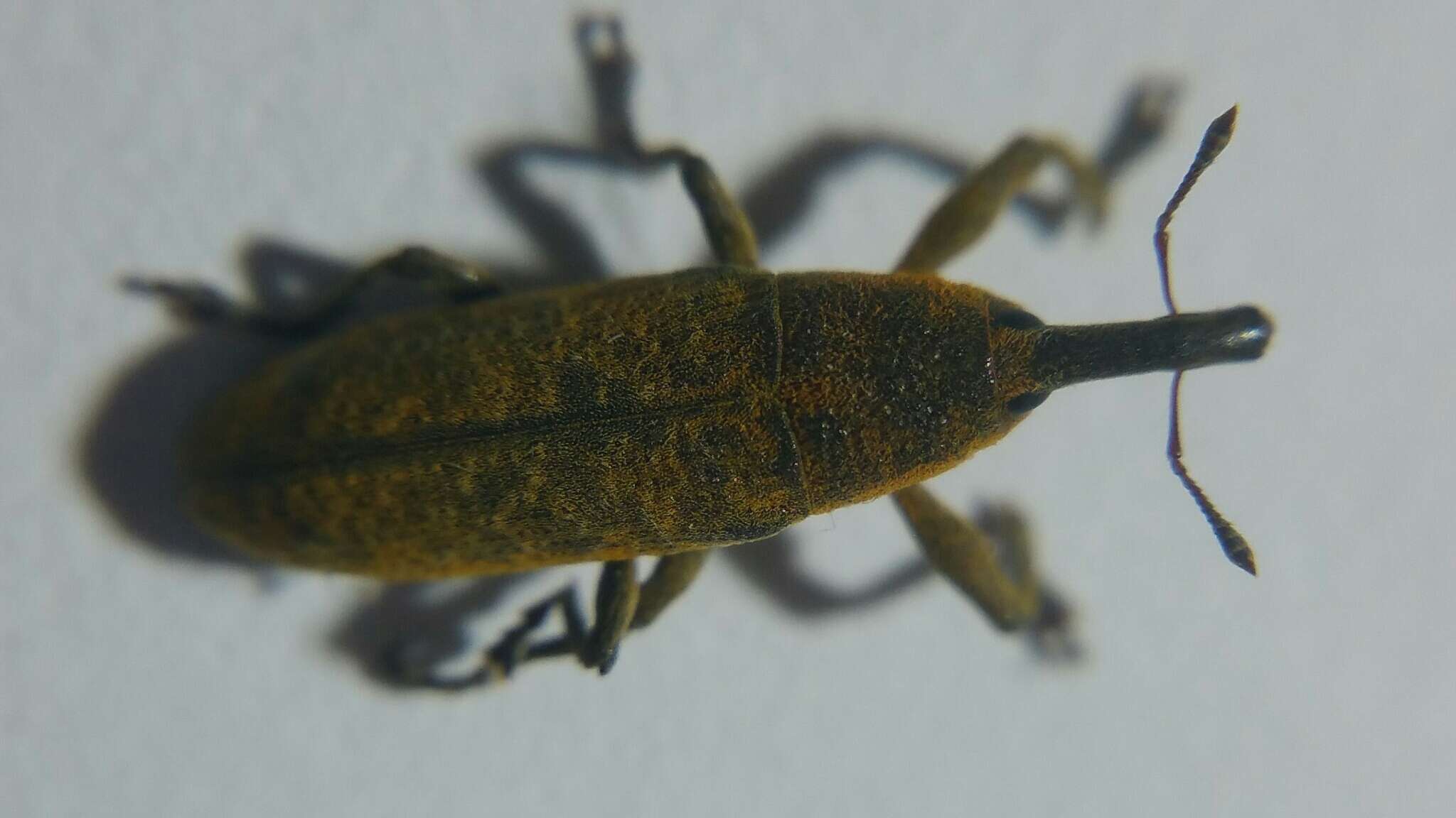 Слика од Lixus bardanae (Fabricius & J. C. 1787)