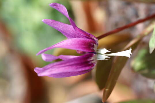 Imagem de Erythronium sibiricum (Fisch. & C. A. Mey.) Krylov