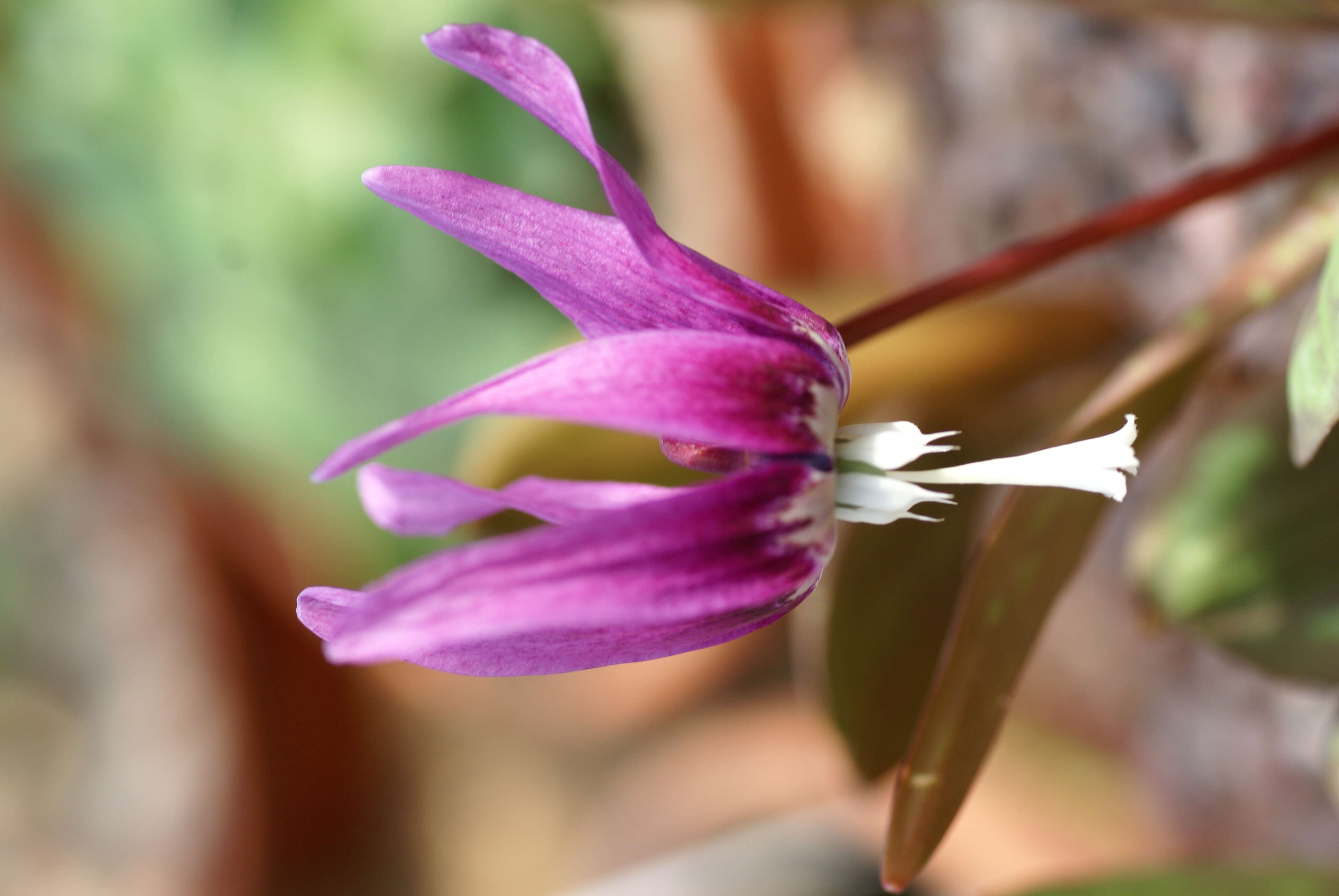 Imagem de Erythronium sibiricum (Fisch. & C. A. Mey.) Krylov