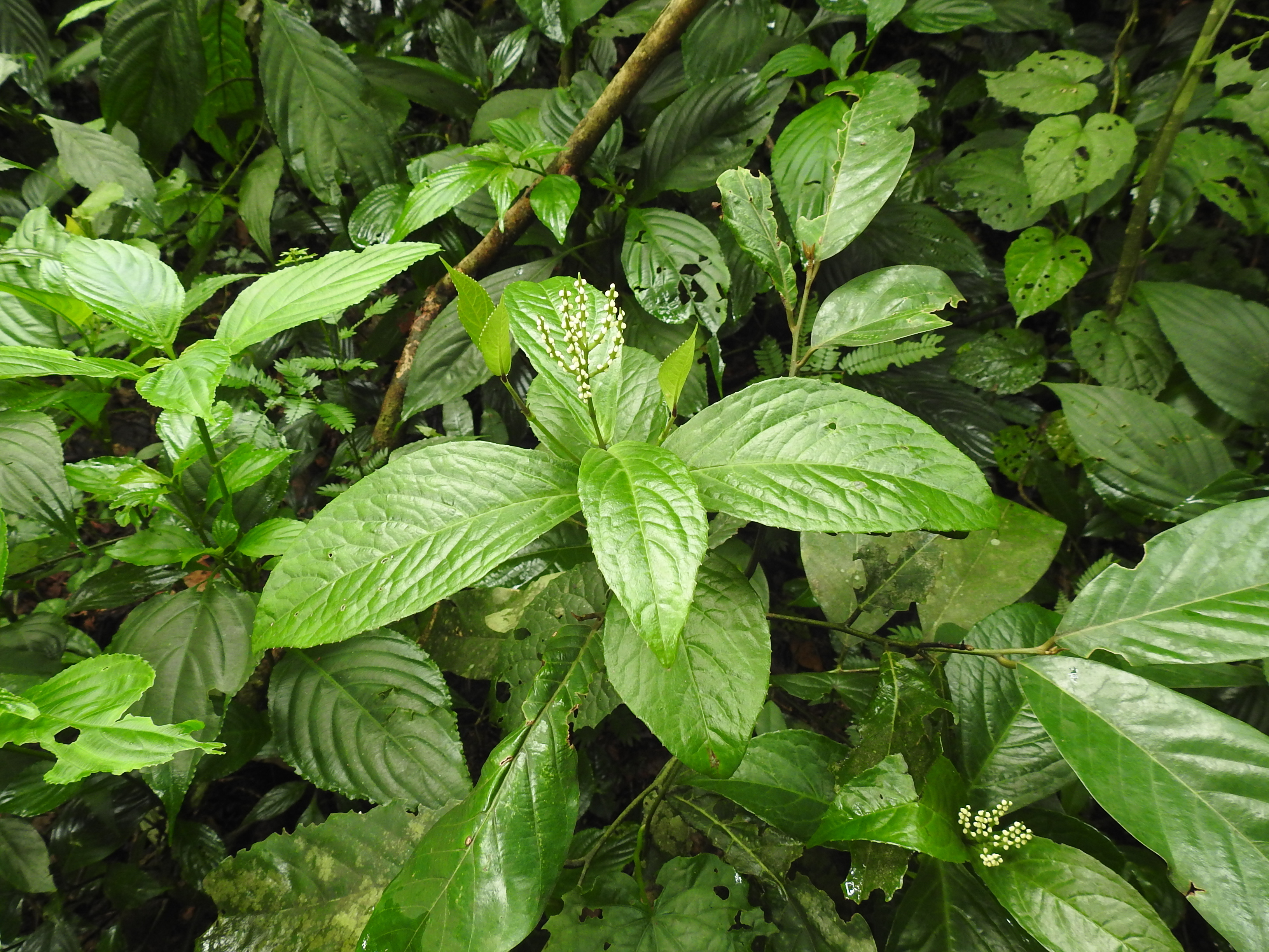 Image of Chloranthaceae