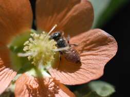 Macrotera latior (Cockerell 1896) resmi