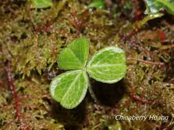 Image of Oxalis griffithii subsp. taimonii