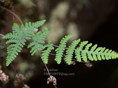 Image of Aleuritopteris anceps (Blanf.) Panigr.