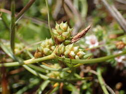 Image of long-bracted sedge