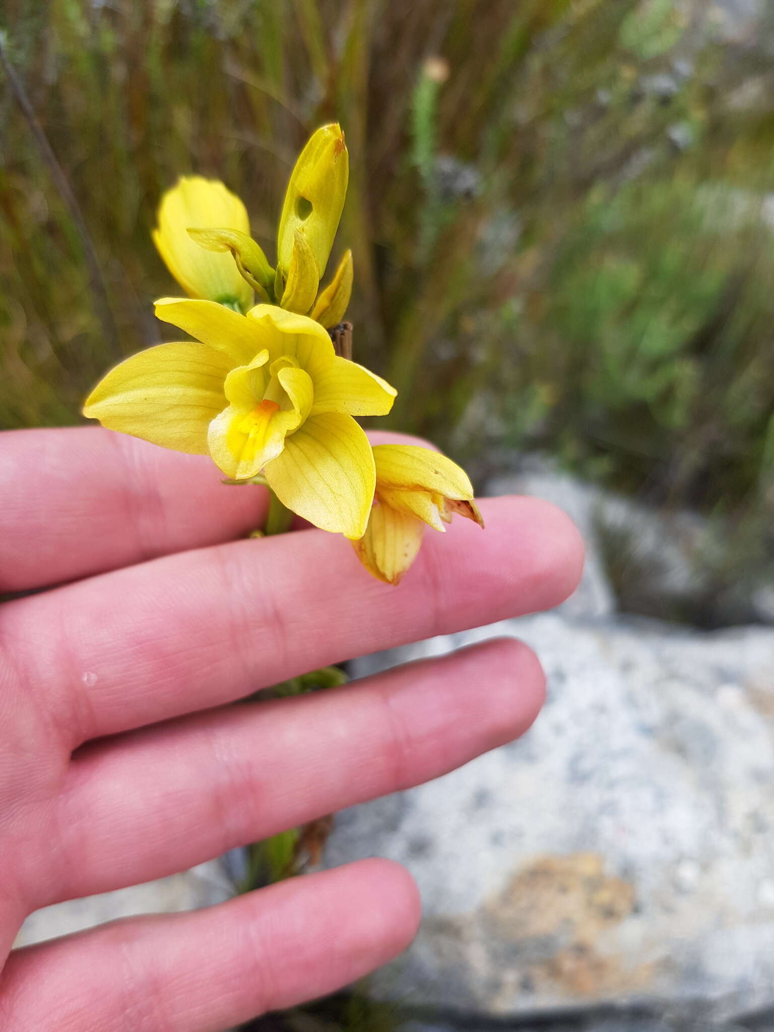 Eulophia tabularis (L. fil.) Bolus的圖片