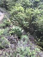 Image of Agave ovatifolia G. D. Starr & Villarreal