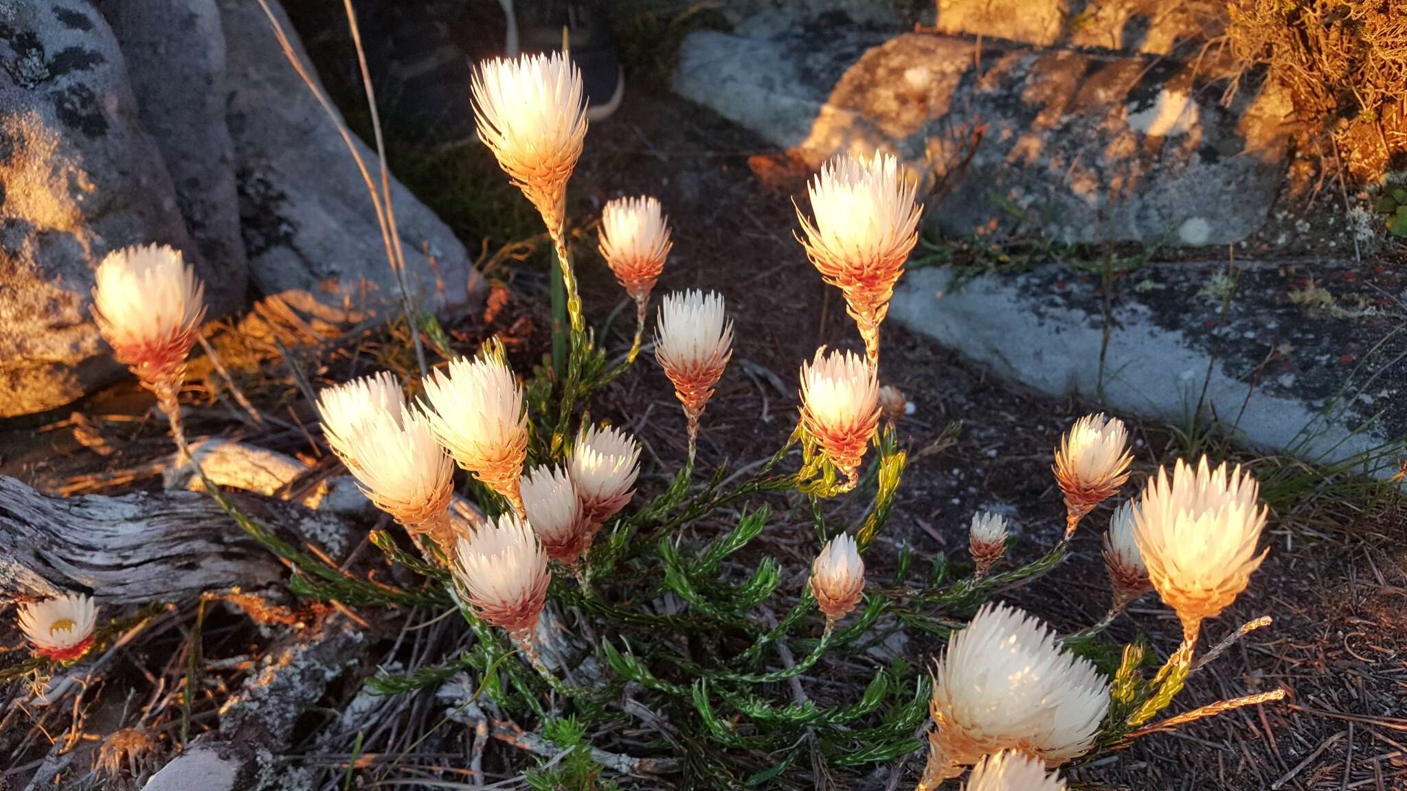 Слика од Edmondia pinifolia (Lam.) Hilliard