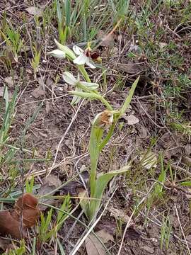 Image de Ophrys scolopax subsp. apiformis (Desf.) Maire & Weiller