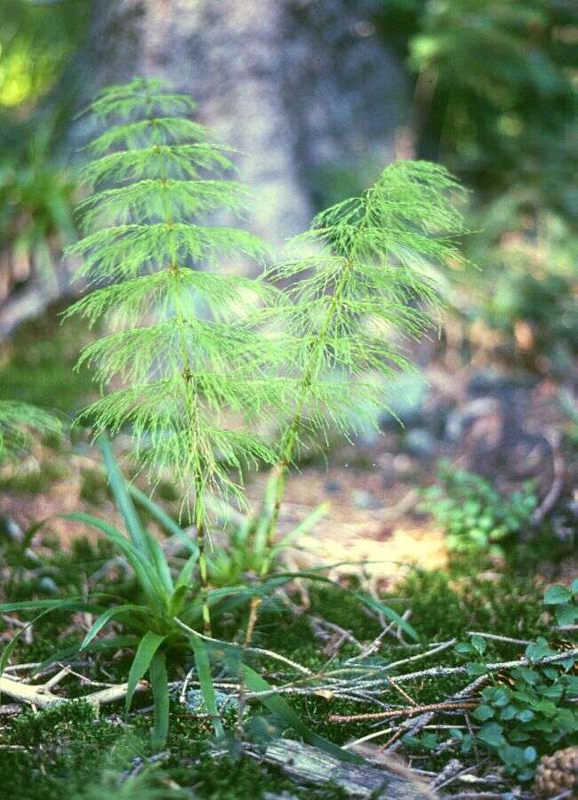 Imagem de Equisetum sylvaticum L.