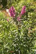 Image of Purple Loosestrife