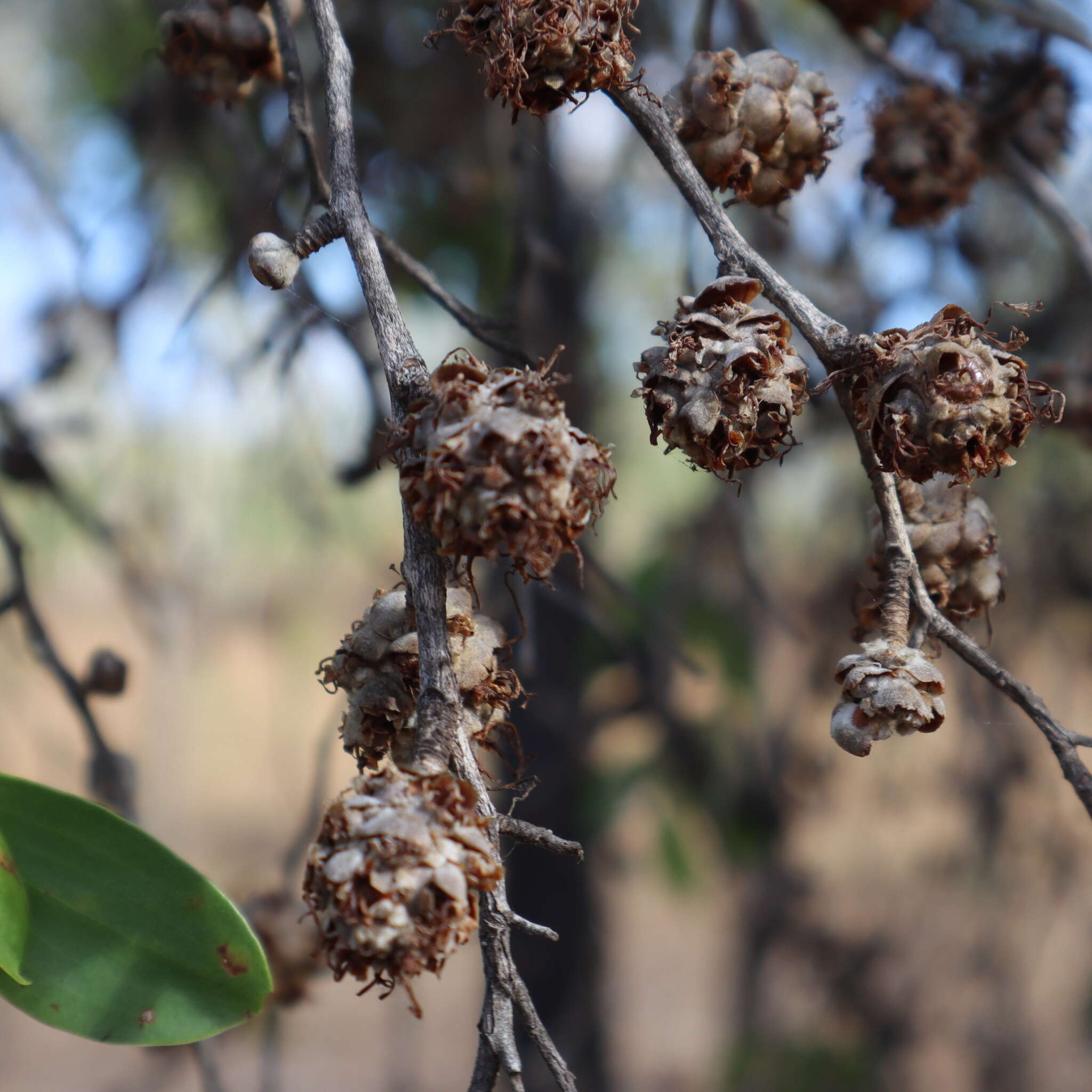 Sivun Asteromyrtus symphyocarpa (F. Müll.) L. A. Craven kuva