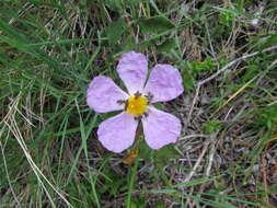 Image of Cistus creticus L.