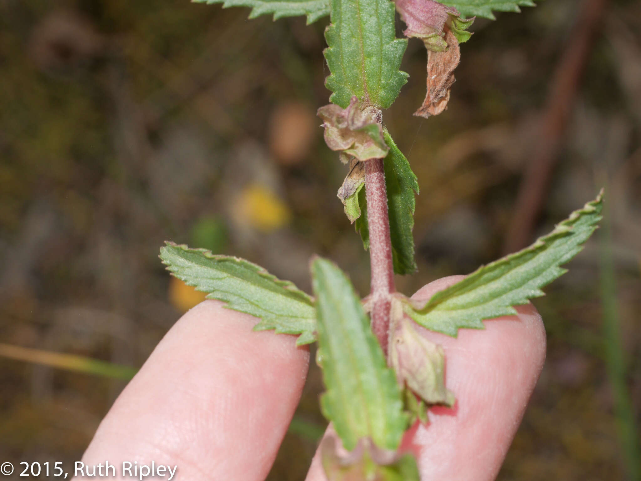 Image of Lamourouxia sylvatica Kunth