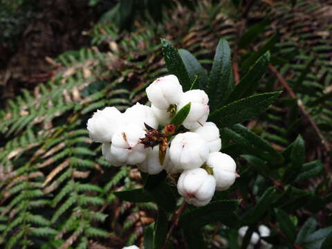 Image of Gaultheria hispida R. Br.