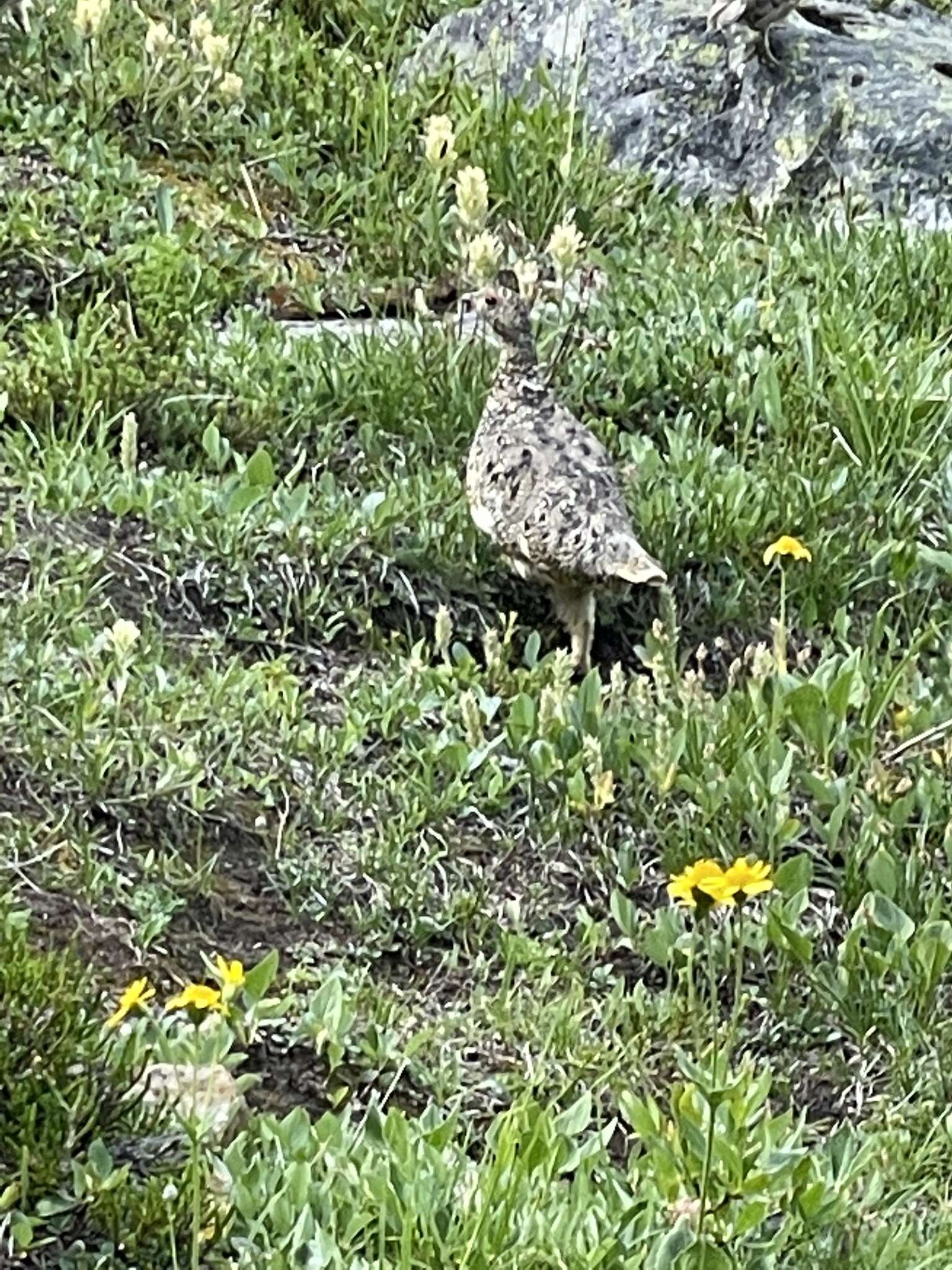 Imagem de Lagopus leucura leucura (Richardson 1831)