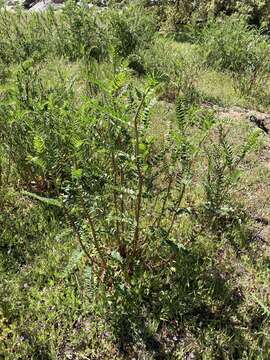 Imagem de Astragalus oocarpus A. Gray