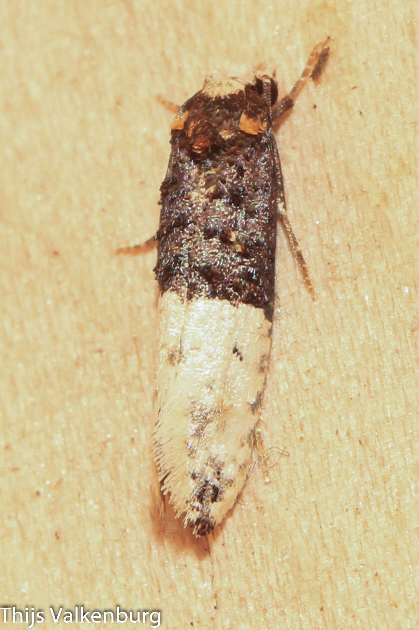 Image of Trichophaga bipartitella (Ragonot 1892)