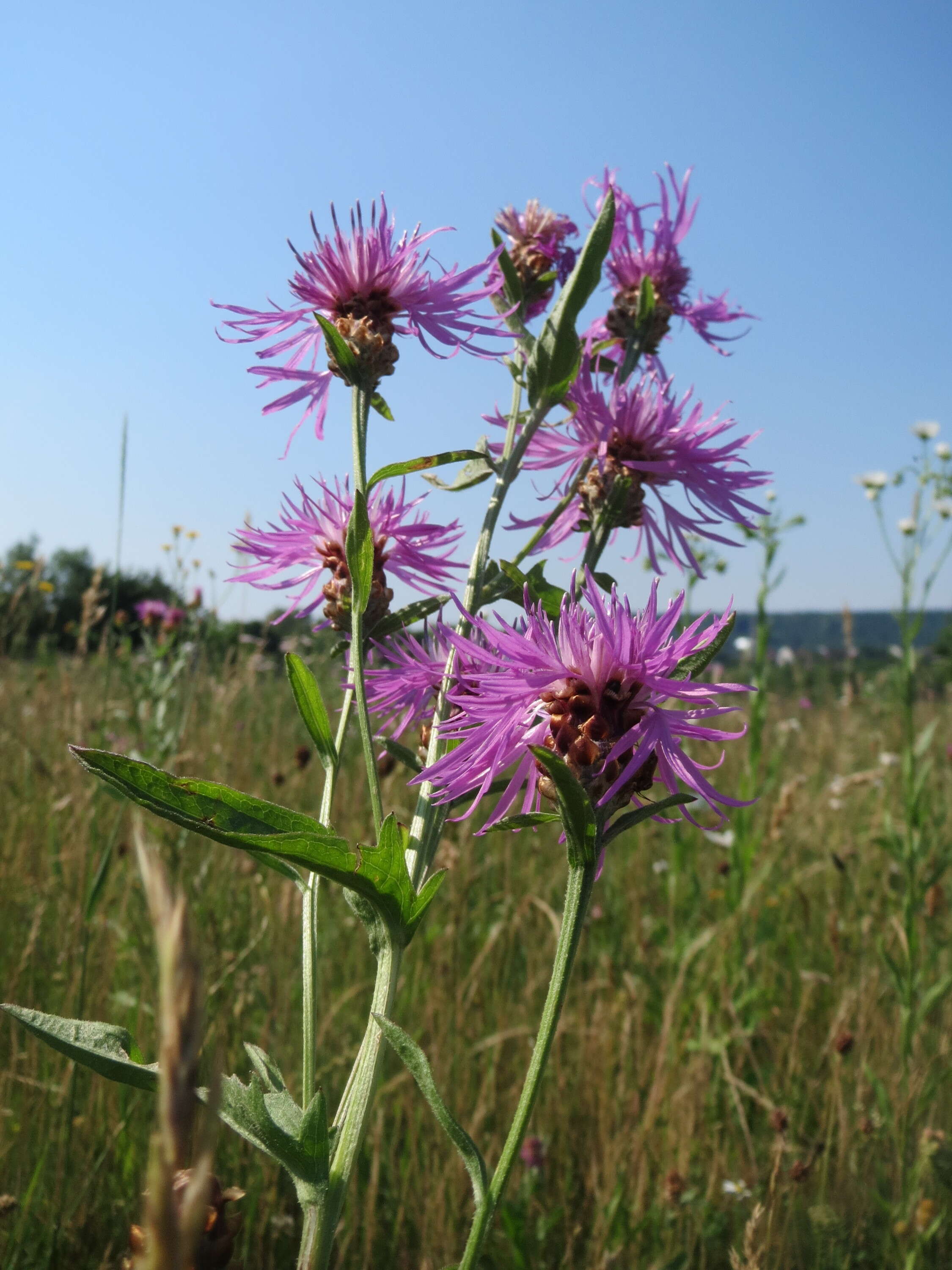 Image of brown knapweed