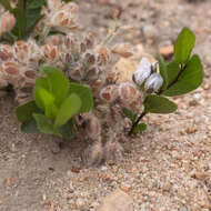 Imagem de Otholobium rotundifolium (L. fil.) C. H. Stirt.