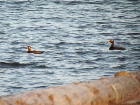 Image of Velvet Scoter