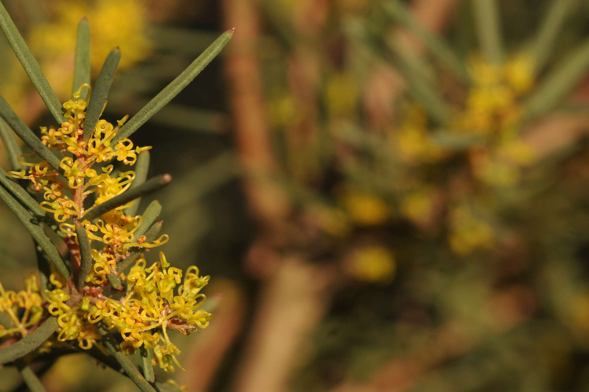 Image of Hakea nodosa R. Br.