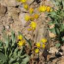 Image of Petrosedum amplexicaule subsp. amplexicaule